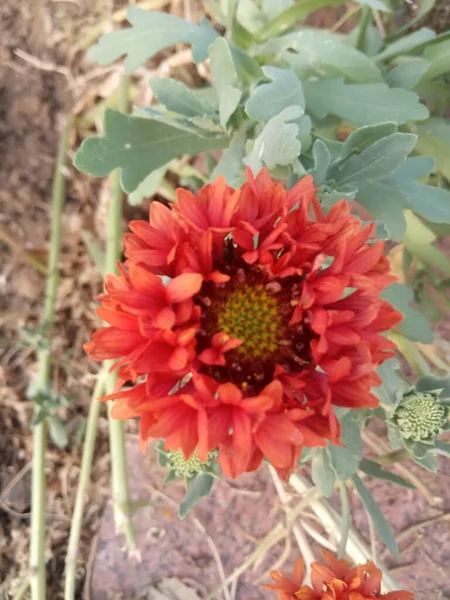 Pflanzenname Ist Indische Decke Blumen — Stockfoto