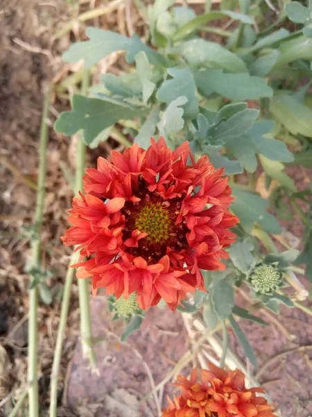 이름은 인도의 꽃입니다 — 스톡 사진
