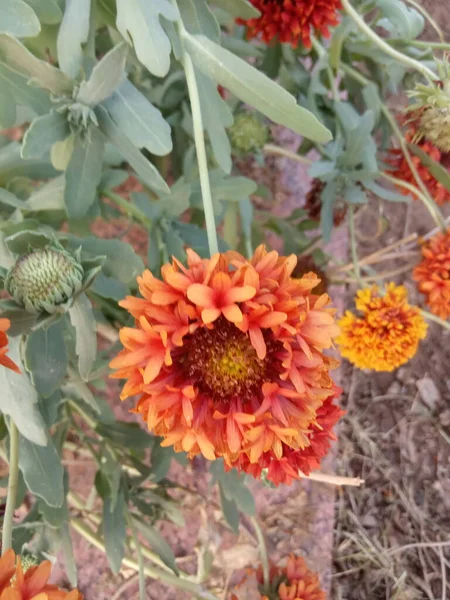 Pflanzenname Ist Indische Decke Blumen — Stockfoto