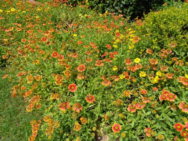 Название Растения Индийские Цветы Одеяло — стоковое фото
