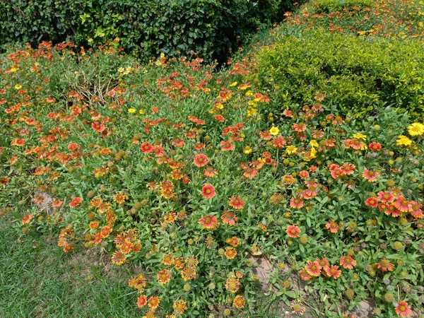 Nombre Planta Flores Manta India — Foto de Stock