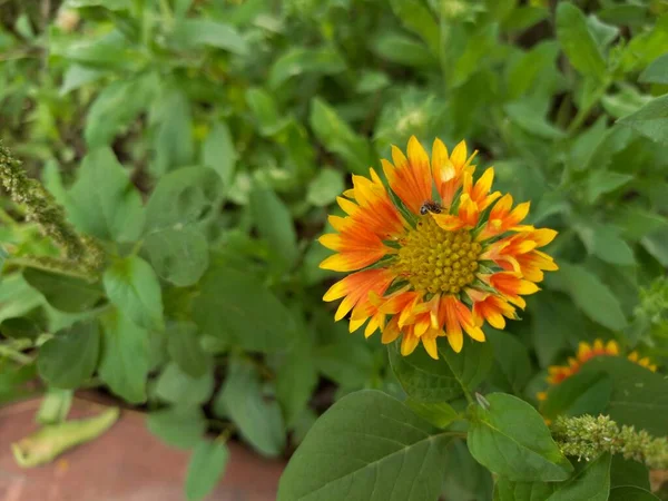 Nome Della Pianta Fiori Coperta Indiano — Foto Stock