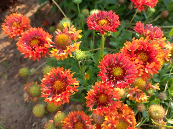 Nom Plante Est Fleurs Couverture Indienne — Photo