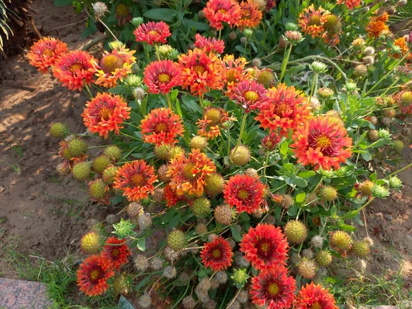 植物的名字是印度毛毯花 — 图库照片