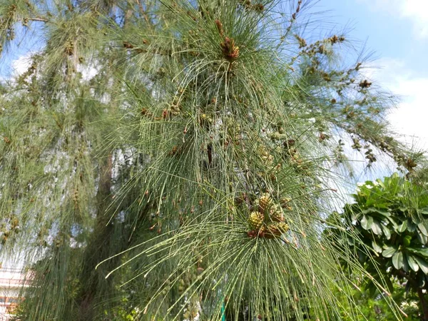Casuarina Equisetifolia Pictures Casuarina Equisetifolia Stock Photos Images Depositphotos