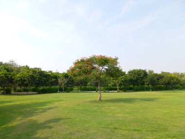 Bitki adı Gulmohar, Delonix regia 