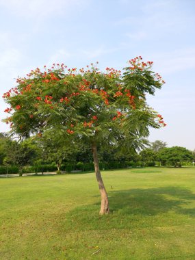 Bitki adı Gulmohar, Delonix regia 