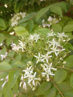 Bitki adı Curry patta, Curry leaves, Kadi patta 