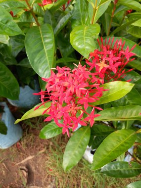 Bitki adı Ixora, orman sardunyası. 