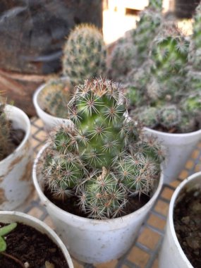 Bitki adı mammillaria prolifera, cactaceae