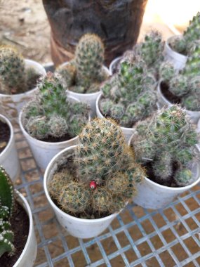 Bitki adı mammillaria prolifera, cactaceae