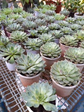 Bitki adı Laxmi kamal, Graptopetalum macdougallii 