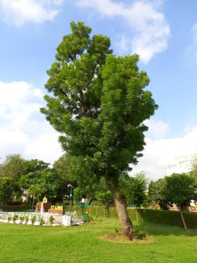 Bitki adı Neem, Rajasthan. 