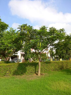 Bitki adı Gulmohar, Delonix regia 
