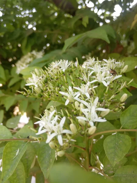 Nome Planta Curry Patta Folhas Caril Kadi Patta — Fotografia de Stock