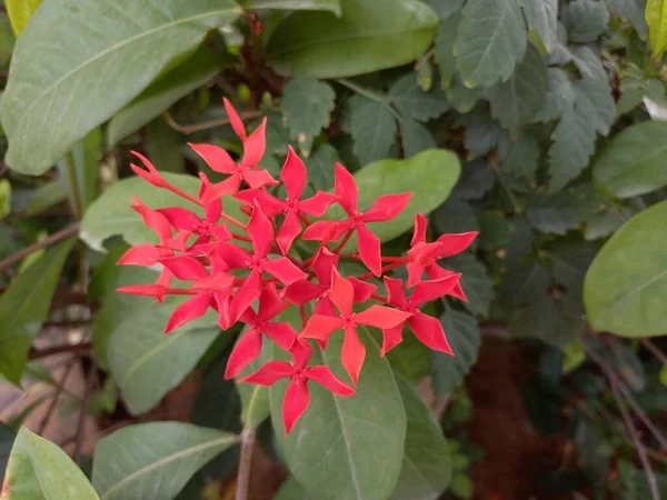 Название Растения Lxora Джунгли Герань — стоковое фото
