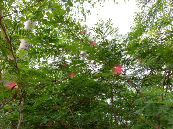 Nazwa Rośliny Red Powder Puff Calliandra Hematocephala — Zdjęcie stockowe