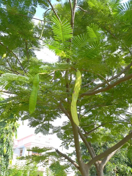 Nama Tanaman Adalah Gulmohar Delonix Regia — Stok Foto