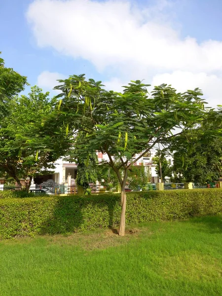 Název Rostliny Gulmohar Delonix Regia — Stock fotografie