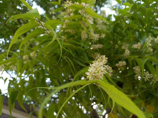 Nome Planta Neem Rajasthan — Fotografia de Stock