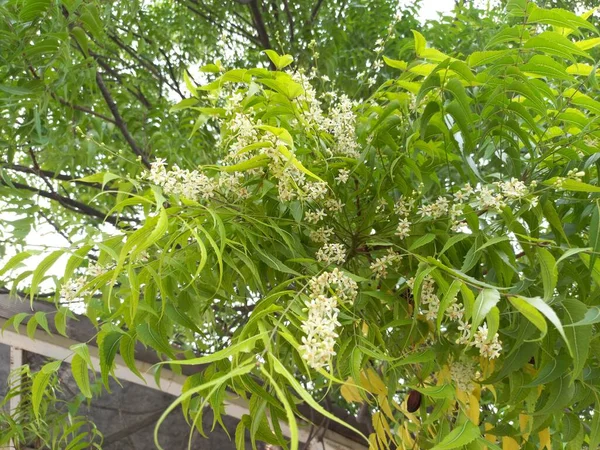 植物的名字是Neem Rajasthan — 图库照片