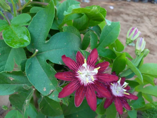 Nome Planta Passiflora Flores Krishna Kamal — Fotografia de Stock