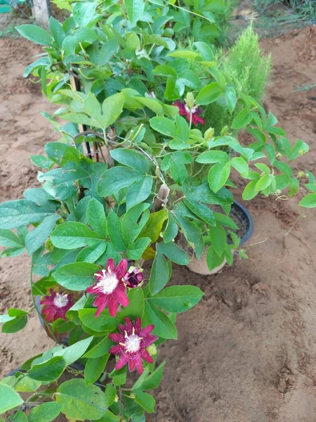 Nombre Planta Passiflora Krishna Kamal Flowers — Foto de Stock