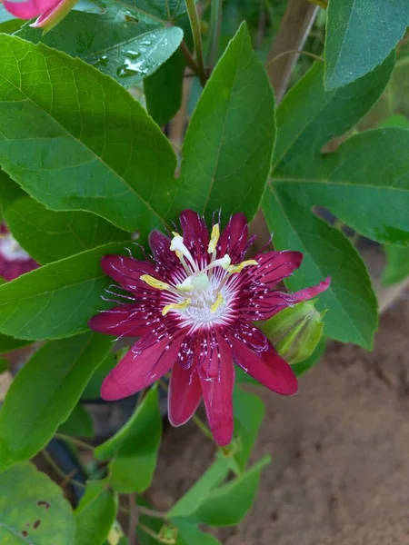 Plantnaam Passiflora Krishna Kamal Bloemen — Stockfoto