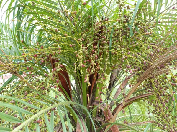 Nama Buah Khajur Tanggal — Stok Foto