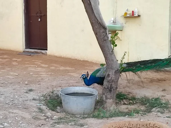 Peacock Dricker Tamkor Jhunjhunu Shekhawati Rajasthan — Stockfoto