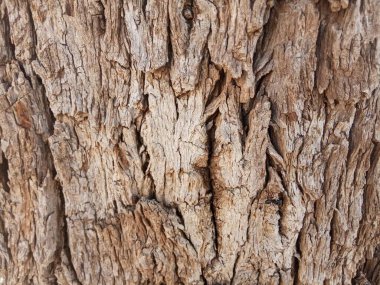 Khejri sapı, Khejdi