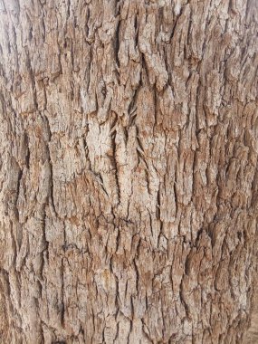 Khejri sapı, Khejdi