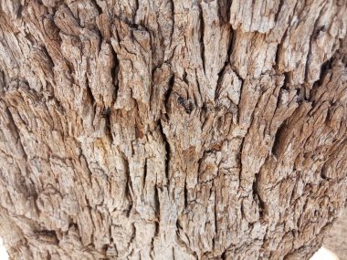 Khejri sapı, Khejdi