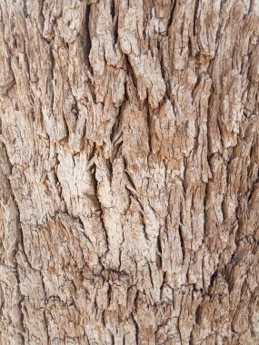 Khejri sapı, Khejdi