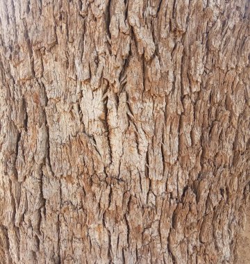 Khejri sapı, Khejdi