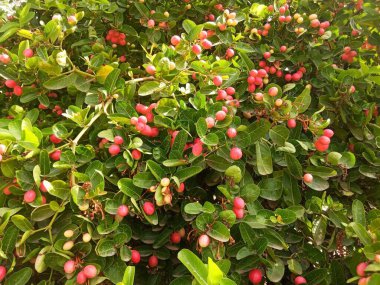 Takma adı Kerunda, Carissa Carandas.