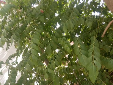 Bitki adı köri patta, kadi patta