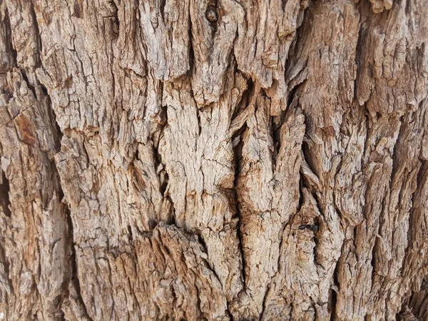 Khejri sapı, Khejdi