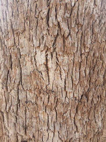 Khejri sapı, Khejdi