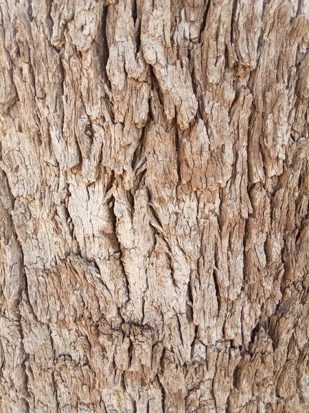 Khejri sapı, Khejdi