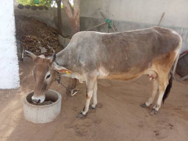 Güzel inek, Rajasthan, Hindistan 