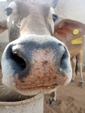 Güzel inek, Rajasthan, Hindistan 