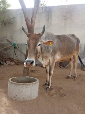 Güzel inek, Rajasthan, Hindistan 