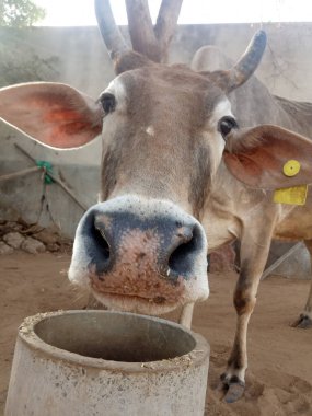 Güzel inek, Rajasthan, Hindistan 