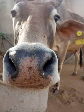 Güzel inek, Rajasthan, Hindistan 