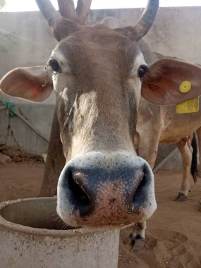 Güzel inek, Rajasthan, Hindistan 