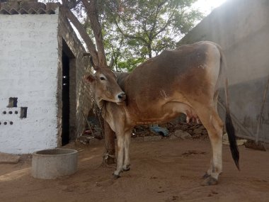 Güzel inek, Rajasthan, Hindistan 
