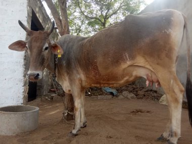 Güzel inek, Rajasthan, Hindistan 