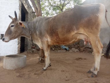 Güzel inek, Rajasthan, Hindistan 