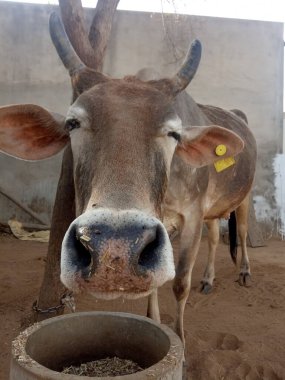 Güzel inek, Rajasthan, Hindistan 